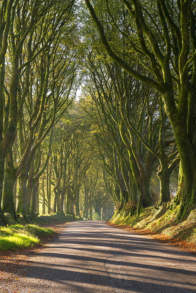 Tree lined lane on the edge of Dartmoor, Bridestowe, Devon, England, United Kingdom, Europe