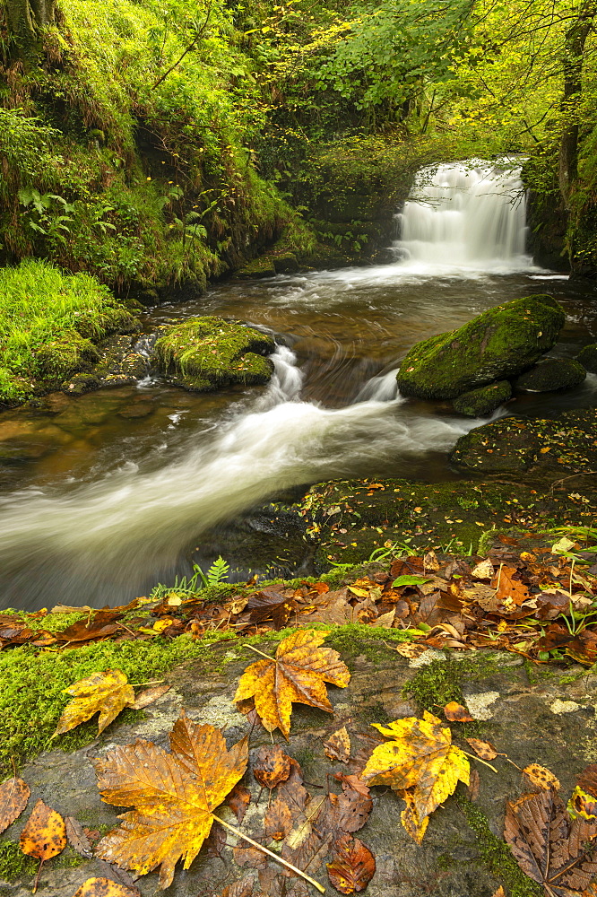 Waterfalls on Hoar Oak Water at Watersmeet in autumn, Exmoor National Park, Somerset, England, United Kingdom, Europe