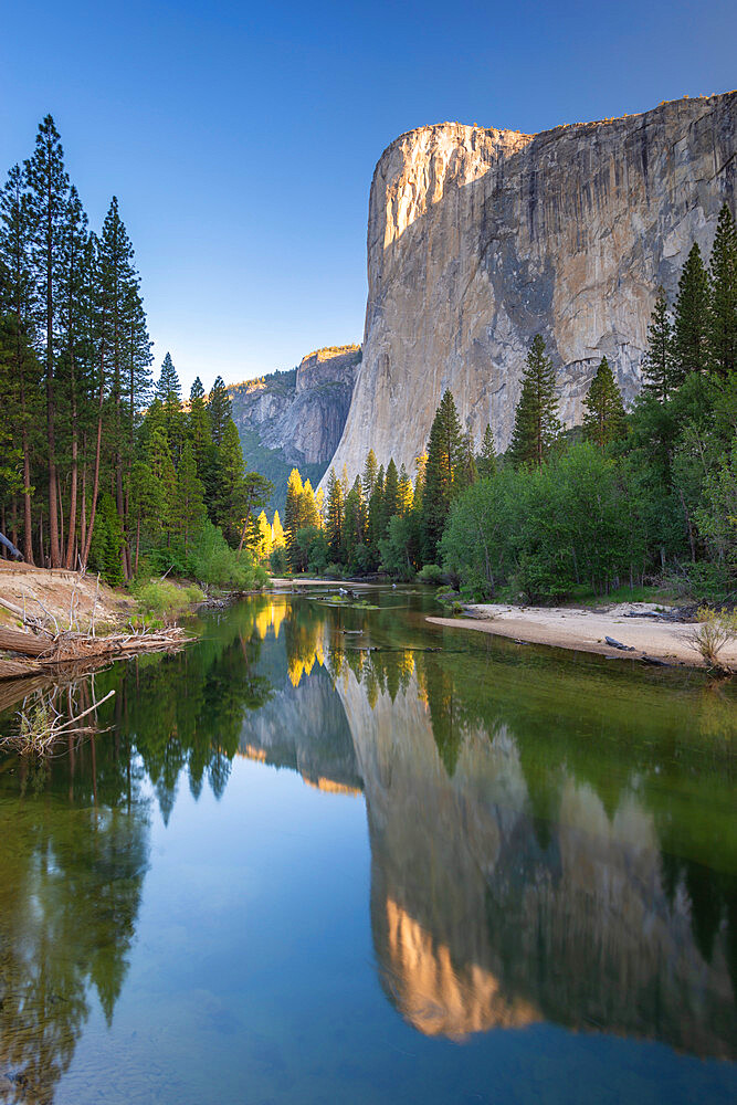 El Capitan reflected in the River Merced at dawn, Yosemite Natiional Park, UNESCO World Heritage Site, California, United States of America, North America