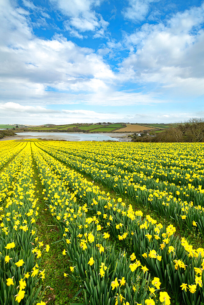 Field of flowering daffodils in spring near Padstow in Cornwall, England, United Kingdom, Europe