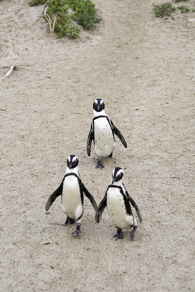 African penguins (Jackass penguins) on Boulders Beach, Simon's Town, Cape Town, Western Cape, South Africa, Africa