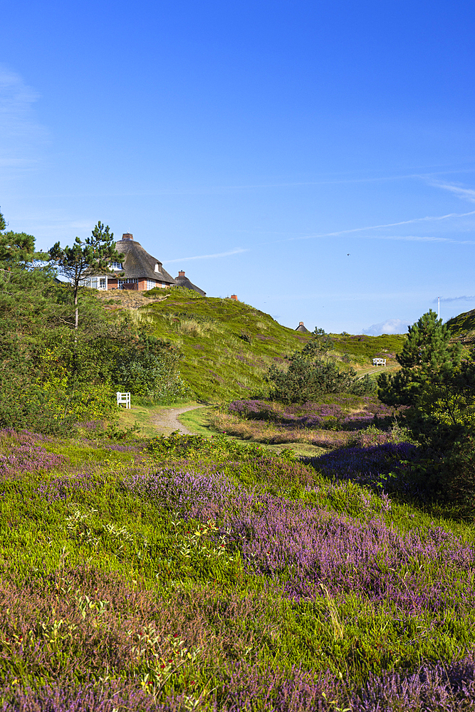 Traditional thatched house and heather, Hornum, Sylt, Schleswig Holstein, Germany, Europe