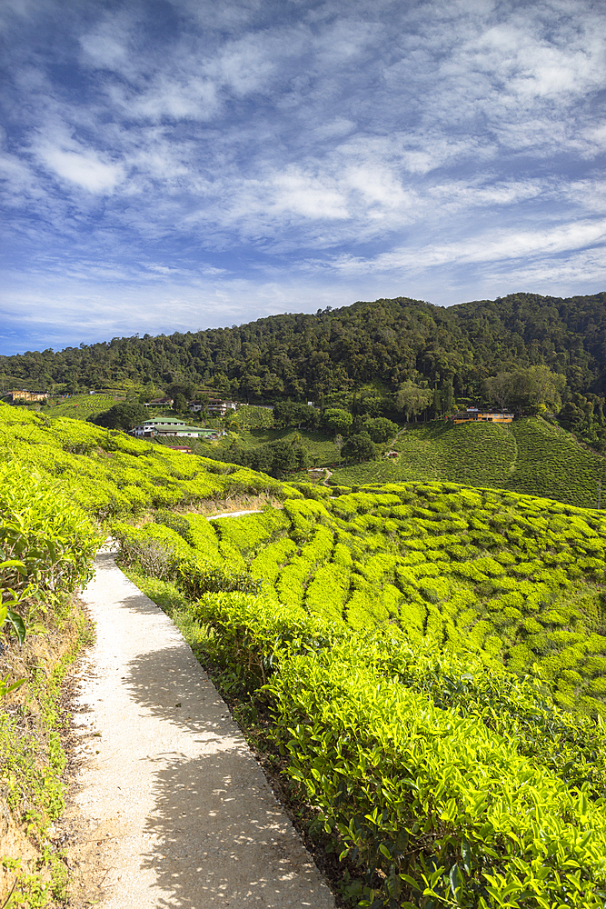 Cameron Valley tea plantation, Cameron Highlands, Pahang, Malaysia