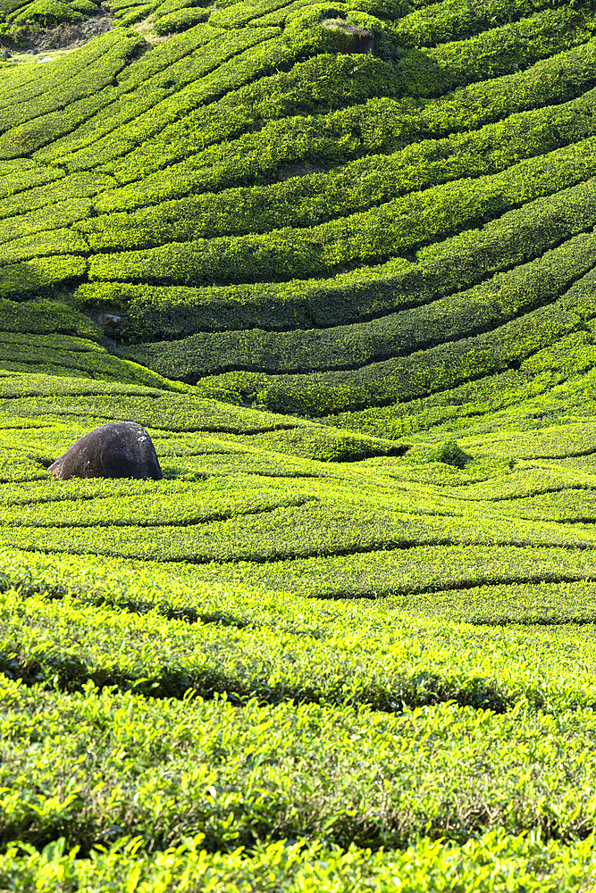 BOH Sungai Palas tea plantation, Cameron Highlands, Pahang, Malaysia