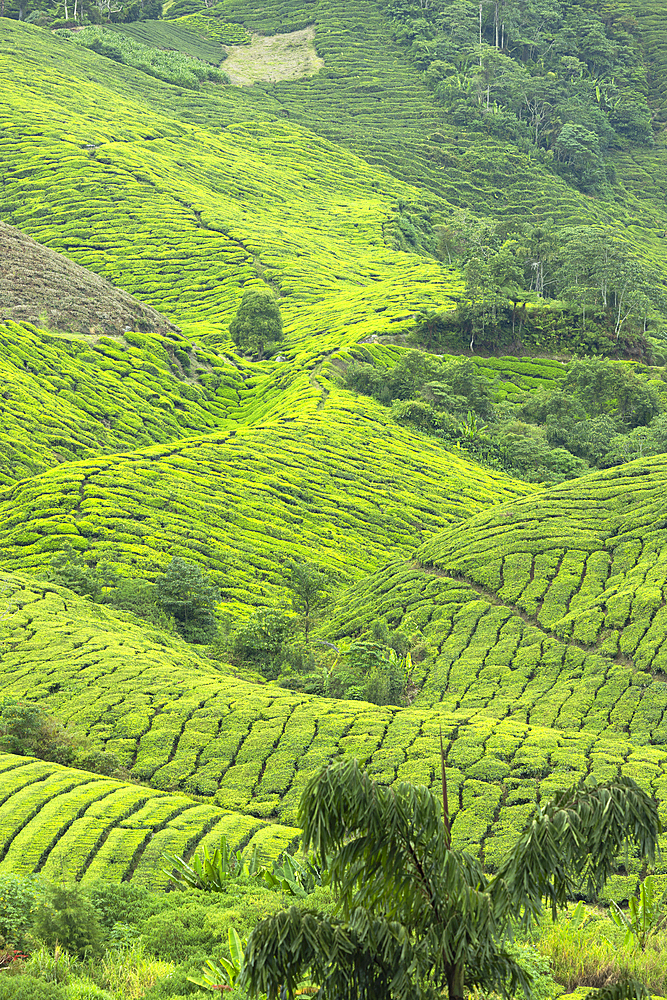 BOH Sungai Palas tea plantation, Cameron Highlands, Pahang, Malaysia