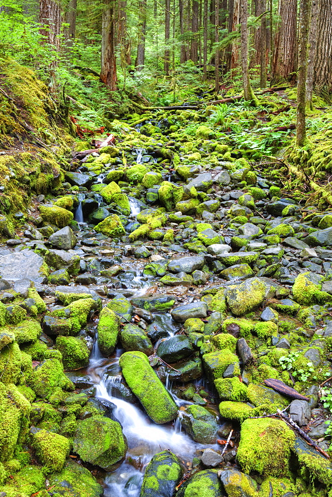 Rain Forest with small creek, Olympic National Park, UNESCO World Heritage Site, Washington, United States of America, North America