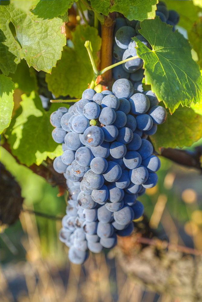 Grapes on vine, Alto Douro Wine Valley, UNESCO World Heritage Site, Portugal, Europe