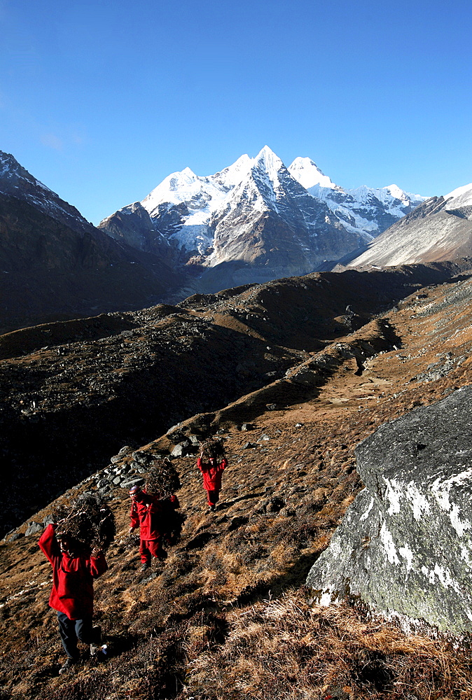 Three Buddhist monks carry firewood high above the mountain village of Khare, Khumbu Region, Nepal, Himalayas, Asia