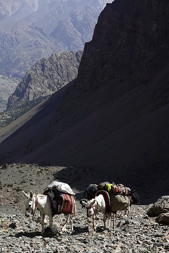 Pack animals in the remote and spectacular Fann Mountains, part of the western Pamir-Alay, Tajikistan, Central Asia, Asia