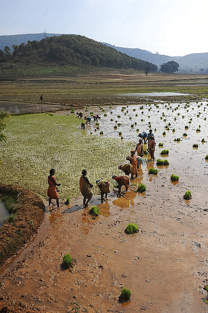 Women planting rice in the paddy in the undulating rural countryside near Desia Koraput, Odisha, India, Asia