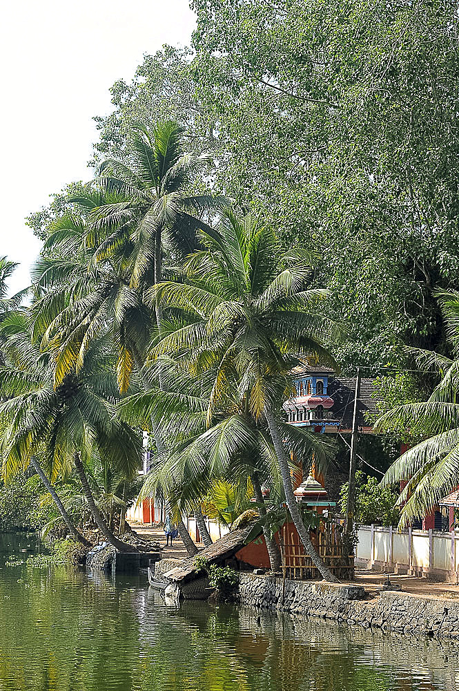 Hindu temple almost concealed behind palm trees on the edge of the backwaters, Kumarakom, Kerala, India, Asia