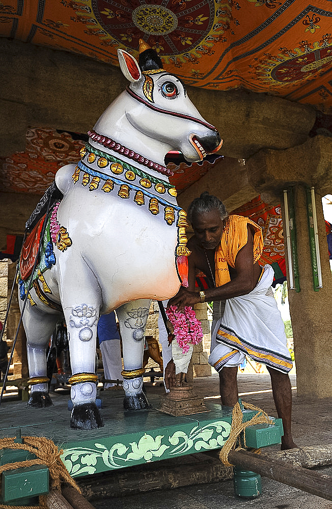 Holy man dressing temple Nandi bull for temple ceremony, Gangaikonda Cholapuram temple, Ariyalur district, Tamil Nadu, India, Asia