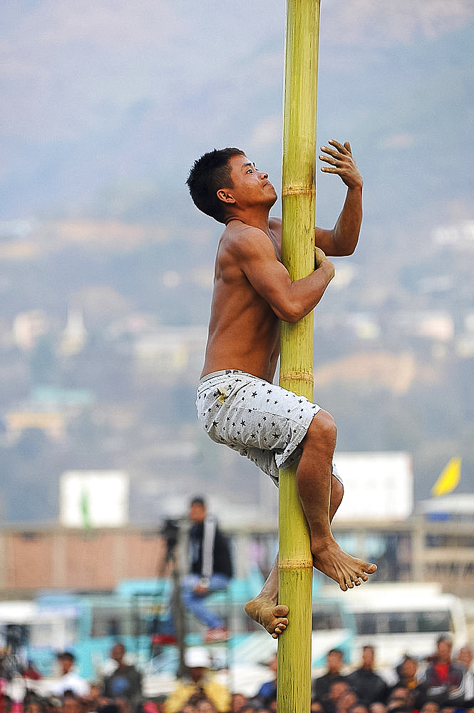 Naga man climbing bamboo pole in contest between tribes at Naga Festival, Senapati, Manipur, India, Asia