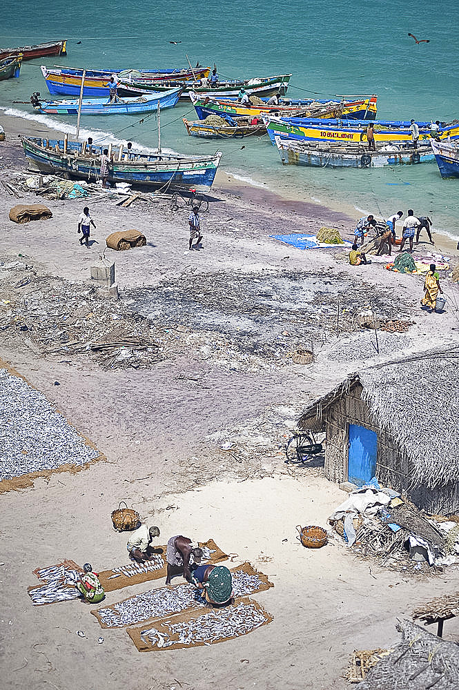 Unloading the morning's catch of fish, Dhanushkodi, Tamil Nadu, India, Asia