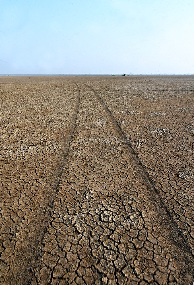 Jeep tracks in the desert of the Little Rann of Kutch near Dasada, Gujarat, India, Asia