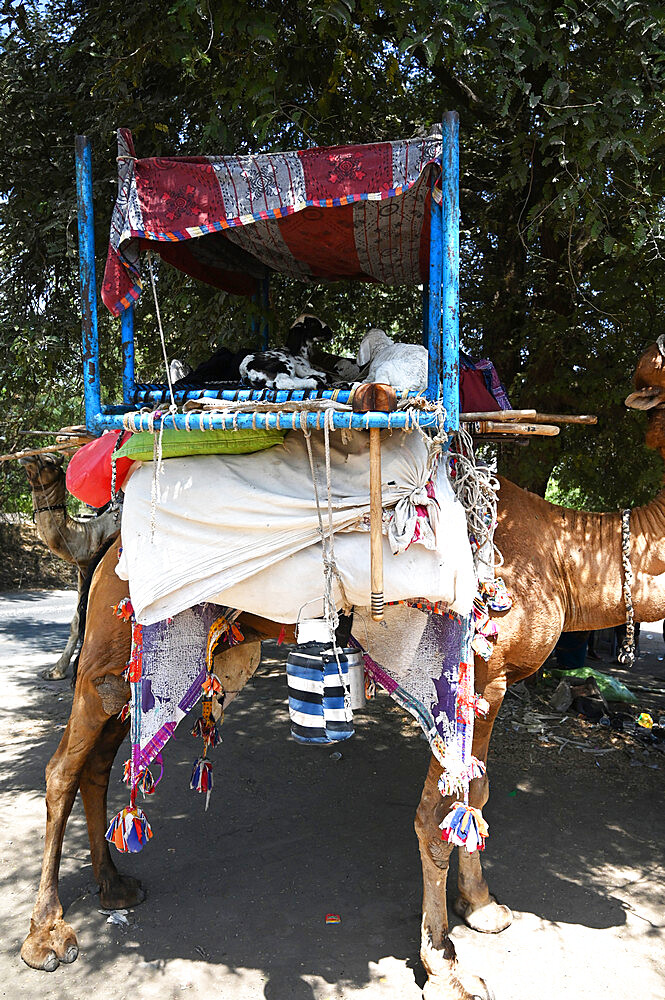 Nomadic Rabari tribesperson's camel carrying a family's goat and possessions, standing in the shade of a tree, Gujarat, India, Asia