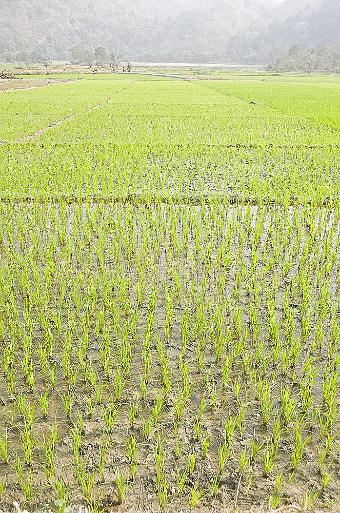 Rice paddy fields, Ganeshpahar village, Brahmaputra, Assam, India, Asia