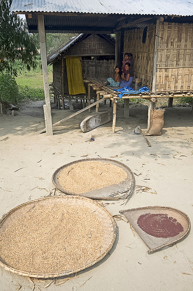 Grain and peppercorns drying in the sun in front of Mishing tribal house, Majuli Island, Assam, India, Asia