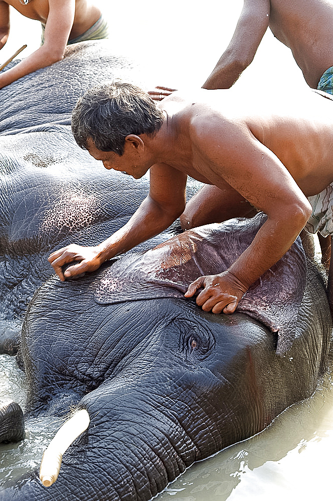 Elephant being washed by mahout in the waters of the holy River Ganges, Patna, Bihar, India, Asia