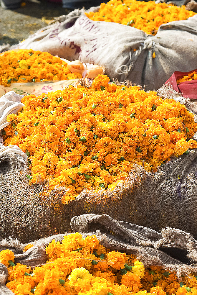 Marigolds tied up in sacking ready for sale, flower market, Bari Chaupar, Jaipur, Rajasthan, India, Asia