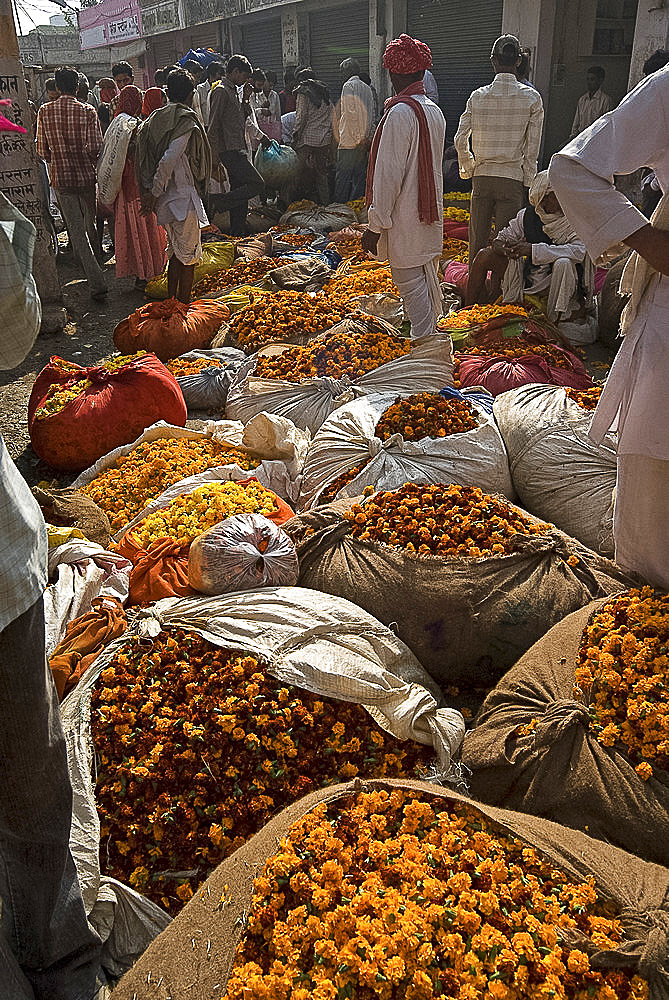 Marigolds tied up in cloth and sacking ready for sale, flower market, Bari Chaupar, Jaipur, Rajasthan, India, Asia