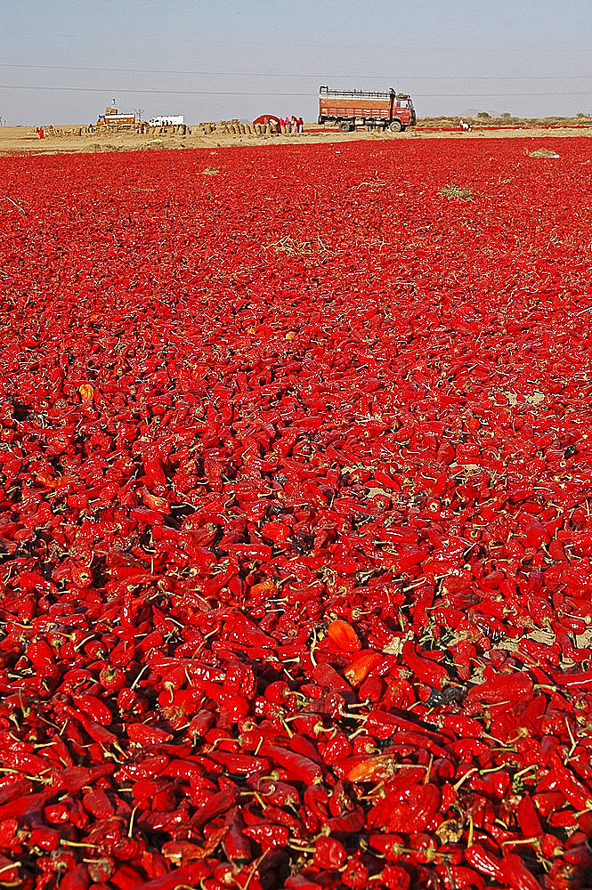 Red chillies laid out to dry in the sun and lorries waiting to be loaded, Tonk district, Eastern Rajasthan, India, Asia