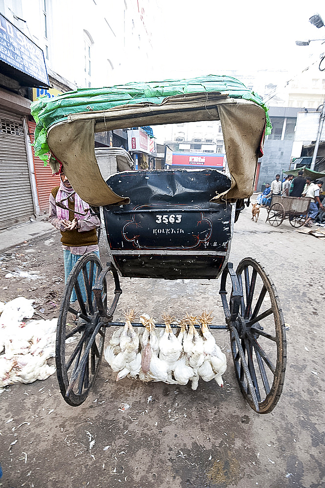 Chickens hung by their legs to axle underneath running rickshaw in New Market, Kolkata, West Bengal, India, Asia