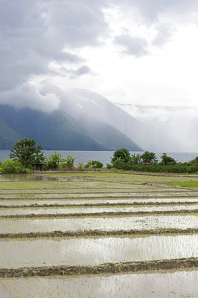 Rice paddy fields, with heavy monsoon clouds gathering over volcanic crater hills across Lake Toba from Samosir Island, Sumatra, Indonesia, Southeast Asia, Asia