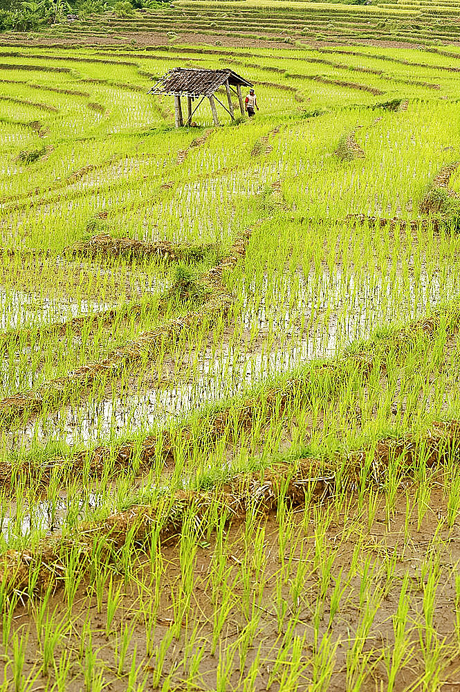 Farmer leaving tiny shack in rice paddy fields laid in shallow terraces, Surakarta district, Solo river valley, Java, Indonesia, Southeast Asia, Asia