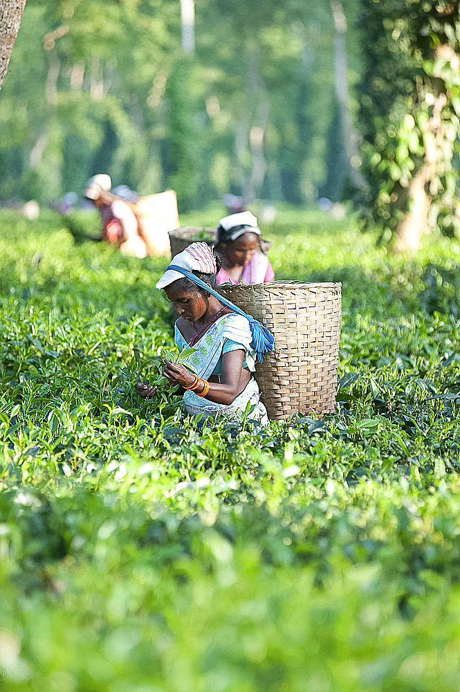 Female tea pickers with basket on headband working in tea plantation, Jorhat district, Assam, India, Asia