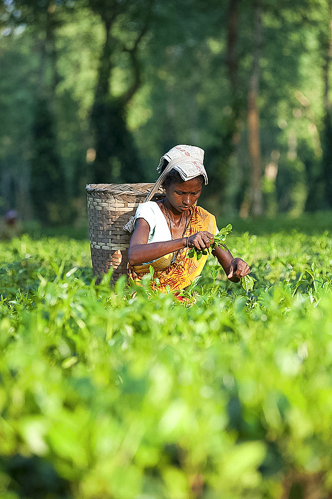 Female tea picker with basket on headband, working in tea plantation, Jorhat district, Assam, India, Asia