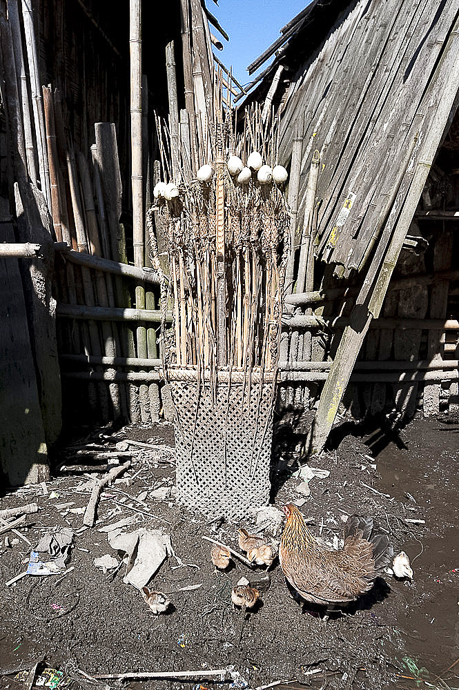 Hen and chicks by intricately woven Animist Donyi Polo shrine, made from bamboo, feathers and eggshells, Ziro, Arunachal Pradesh, India, Asia