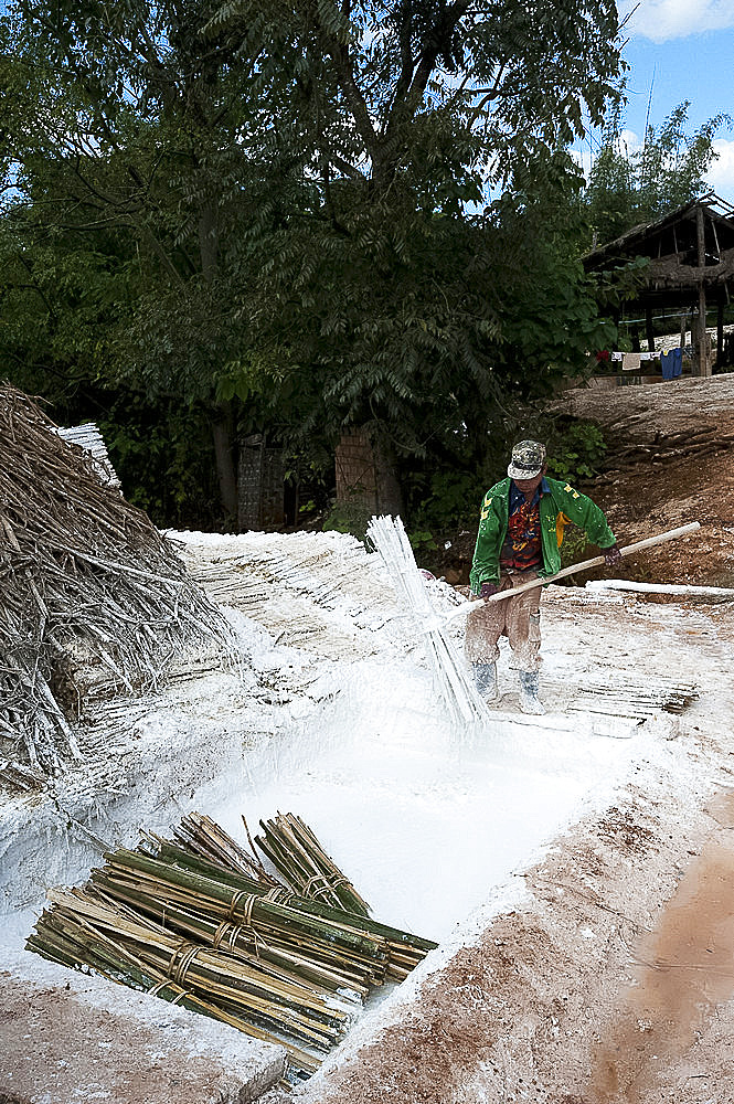 Man dipping bunches of bamboo into limewash to assist in oftening them for the papermaking process, Hsipaw, Shan state, Myanmar (Burma), Asia