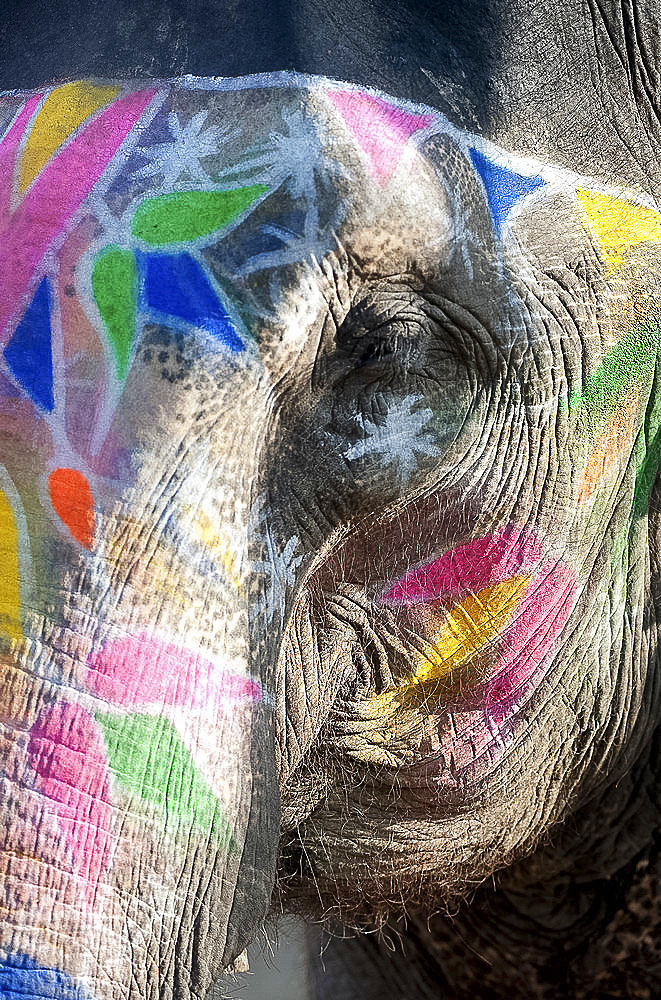 Decorated elephant, Amber elephant sanctuary, near Jaipur, Rajasthan, India, Asia