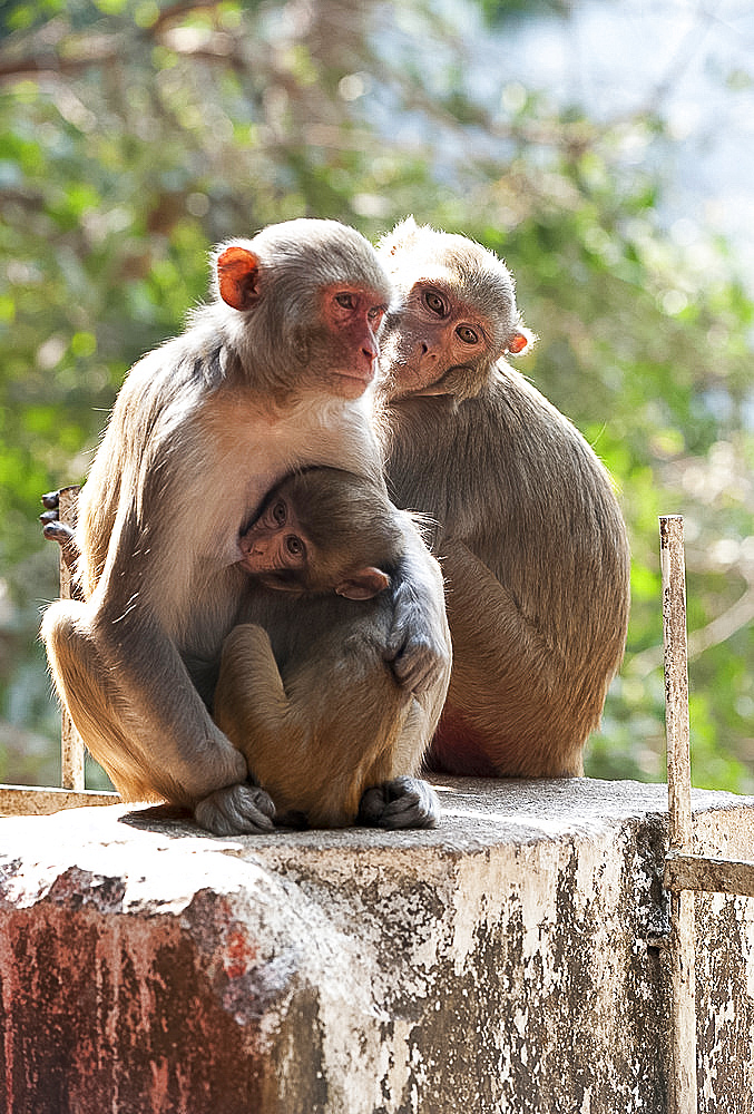 Family of monkeys, baby suckling, at Kapilash Temple (Chandrashekhar Temple), Dhenkanal District, Odisha, India, Asia