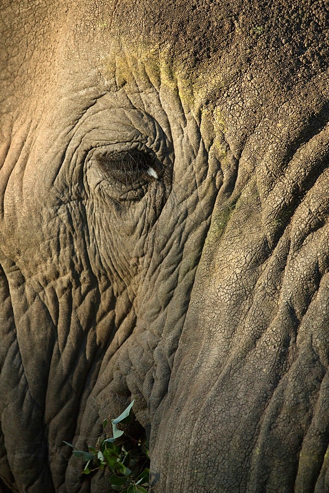 Close-up of an African elephant's eye (Loxodonta africana), Kruger National Park, South Africa, Africa