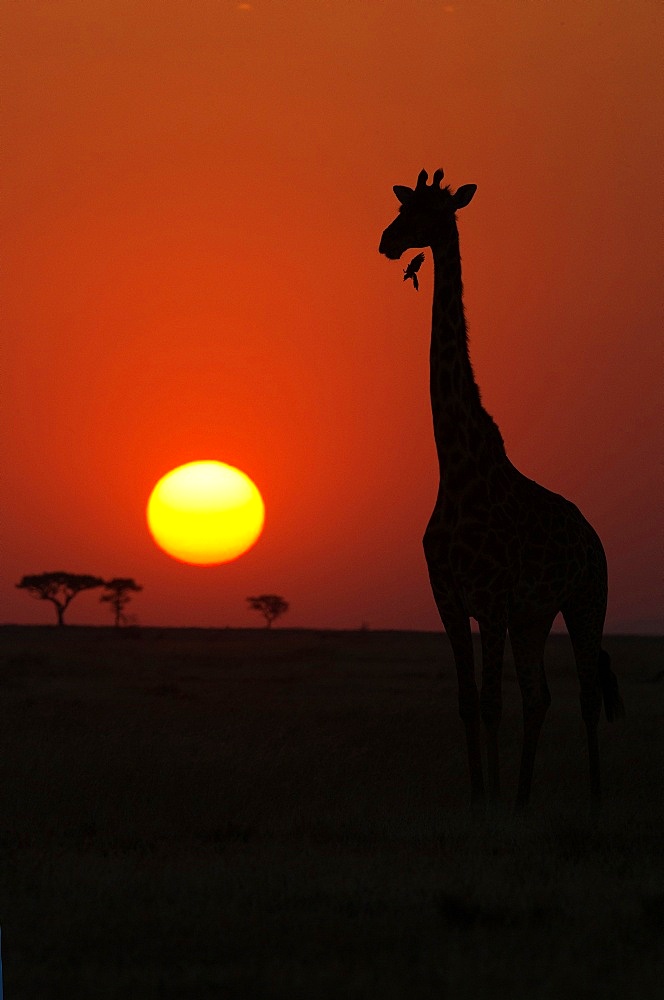 Silhouette of giraffe (Giraffa camelopardalis) at sunset, Serengeti National Park, Tanzania, East Africa, Africa