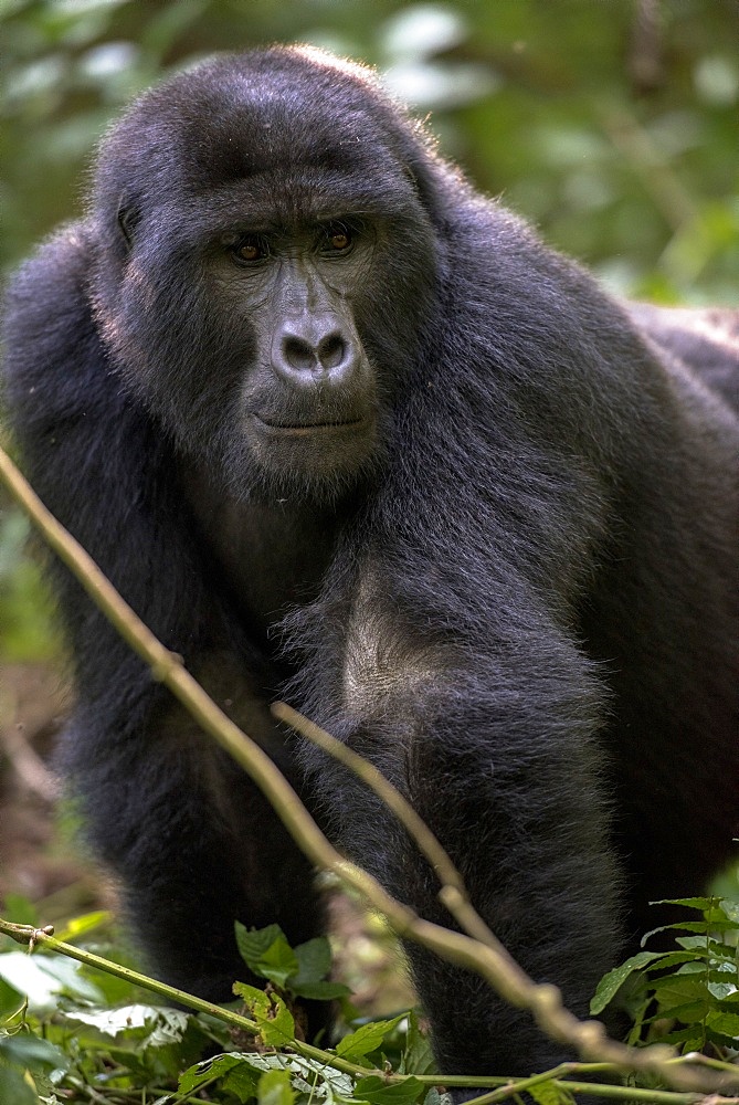 Mountain gorilla, (Gorilla beringei beringei), Bwindi Impenetrable National Park, Uganda, Africa