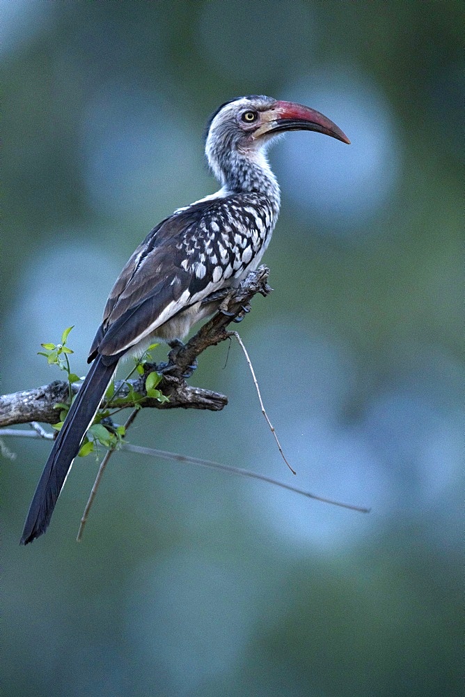 Hornbill (Bucerotidae) on tree, Kruger National Park, South-Africa, Africa