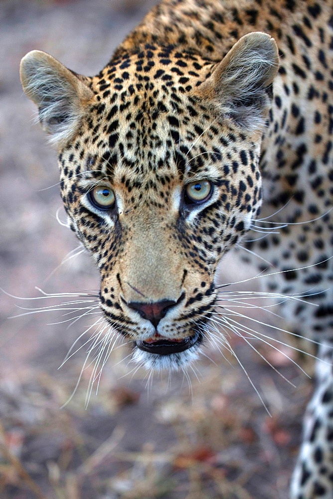 African Leopard (Panthera pardus) in savanna, Kruger National Park, South-Africa, Africa