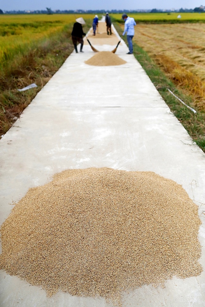 Rice harvest, farmers drying rice on road, Hoi An, Vietnam, Indochina, Southeast Asia, Asia