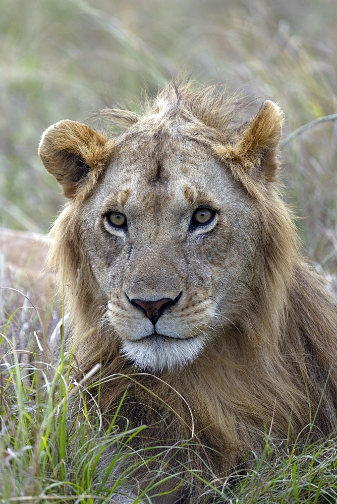 Young male lion (Panthera leo) in savanna, Masai Mara National Park, Kenya, East Africa, Africa