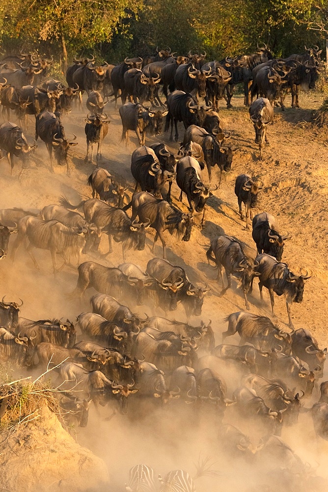 Migratory blue wildebeest (Connochaetes taurinus) crossing the Mara River, Masai Mara National Reserve, Kenya, East Africa, Africa