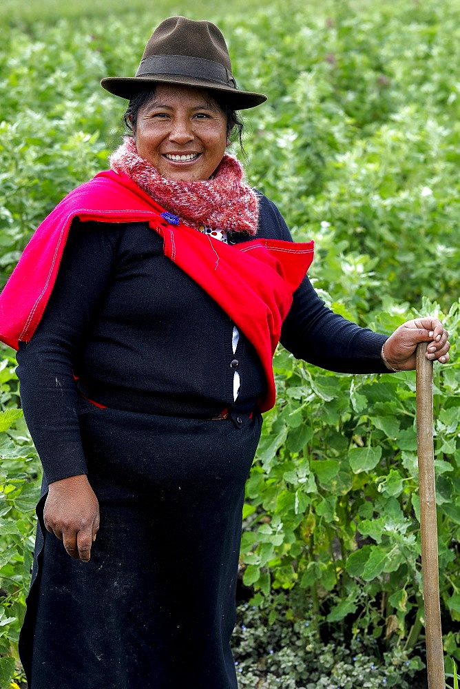 Indigenous woman in a quinoa field in San Jose de Tanquis, Ecuador, South America