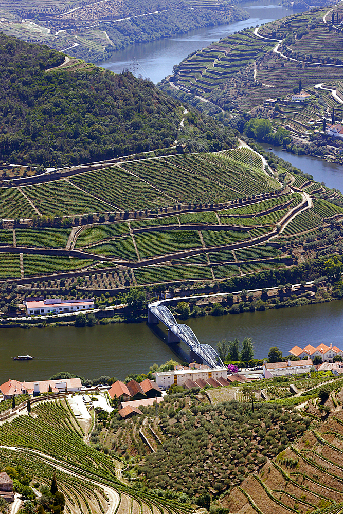 Vineyards in Douro valley in the heart of Alto Douro Wine Region, Pinhao, Portugal, Europe