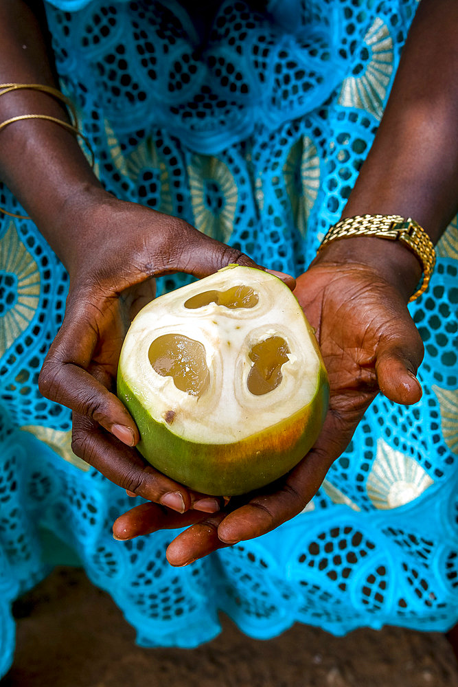 Woman holding palmyra palm tree fruit in Thiaoune, Senegal, West Africa, Africa