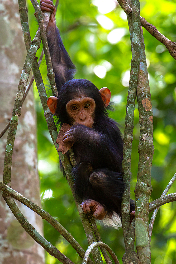 Young chimpanzee hanging in the branches playing, Budongo Forest, Uganda, East Africa, Africa