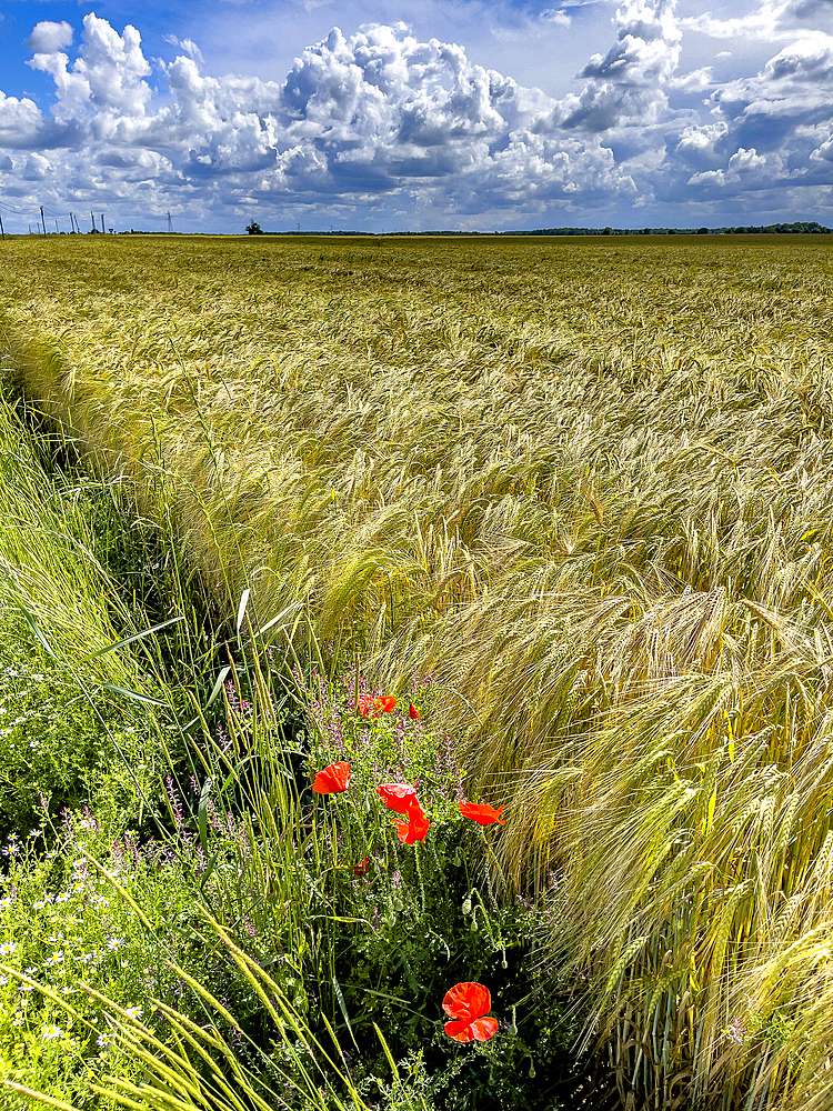 Poppies and field under a cloudy sky in Eure, Normandy, France, Europe