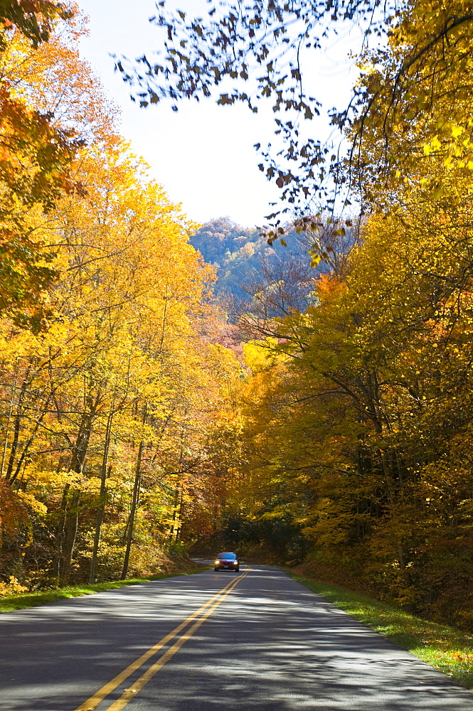 Road leading through colourful foliage in the Indian summer, Great Smoky Mountains National Park, Tennessee, United States of America, North America