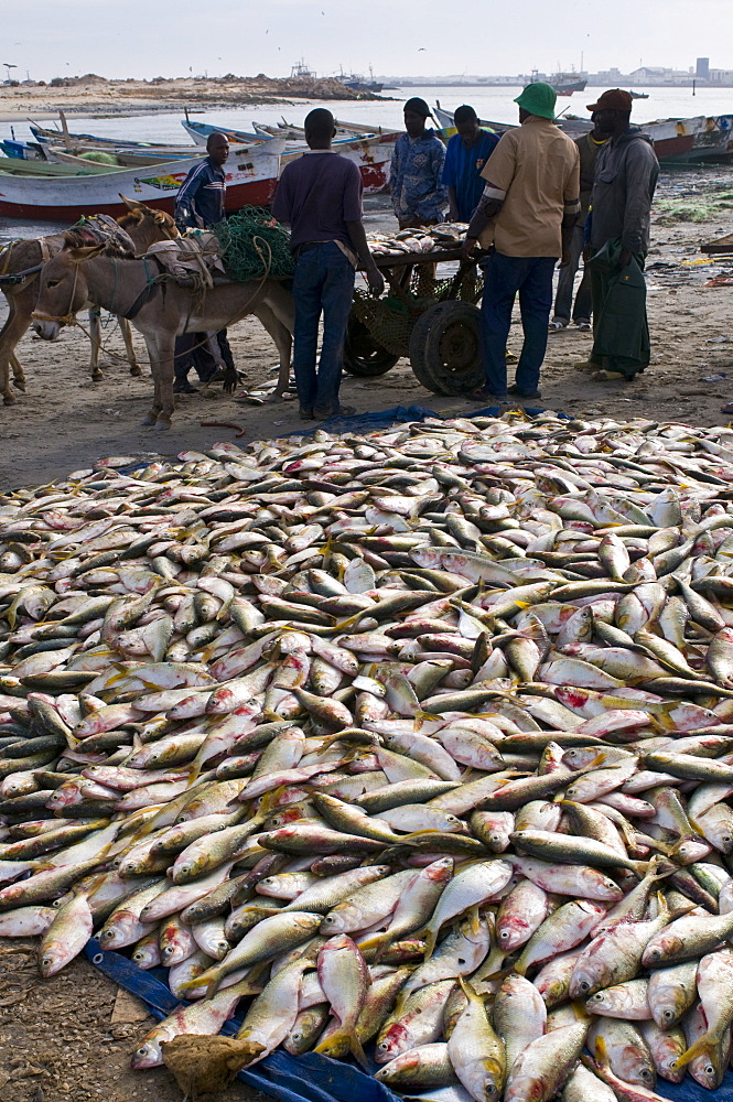 Fish for sale laid out on the ground at the fish market, Nouadhibou, Mauritania, Africa